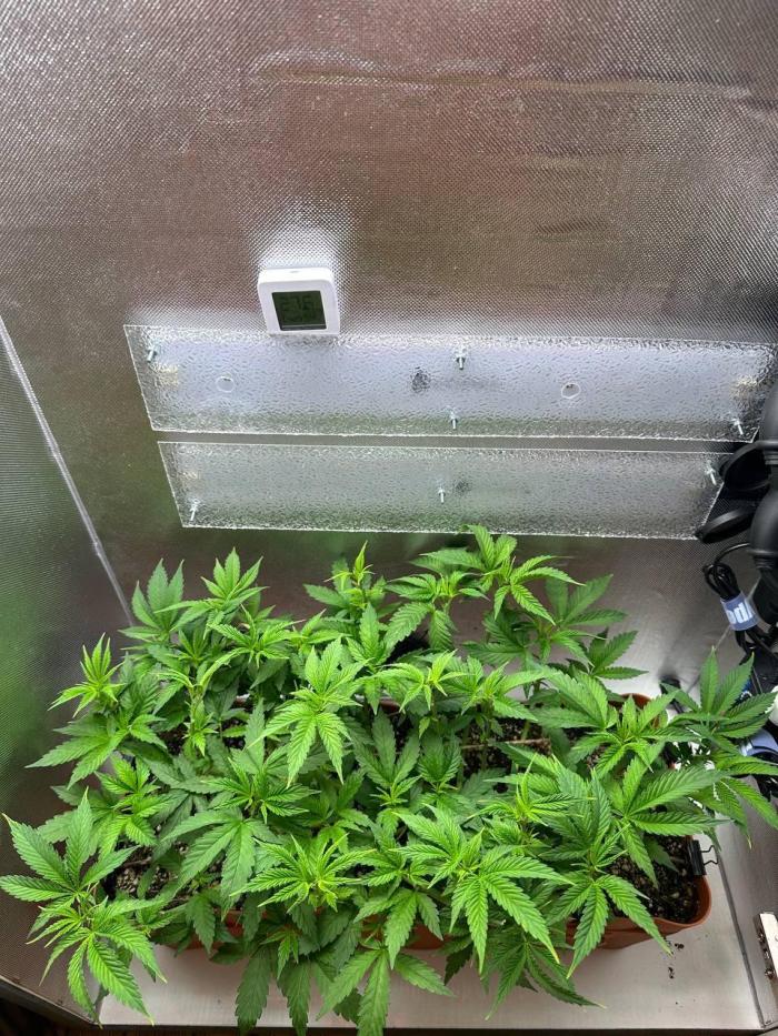 Grapefruit by UKHTA. Week 7