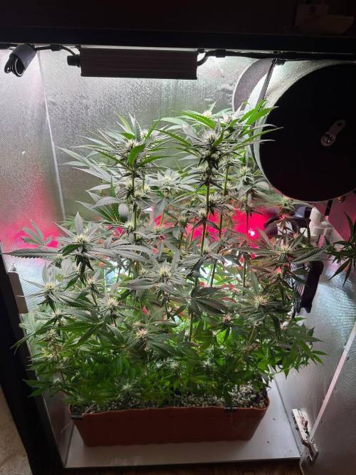 Grapefruit by UKHTA. Week 10