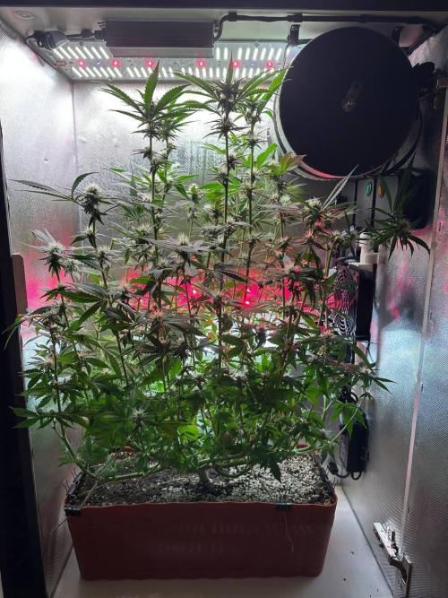 Grapefruit by UKHTA. Week 10