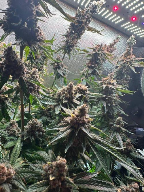 Grapefruit by UKHTA. Week 18