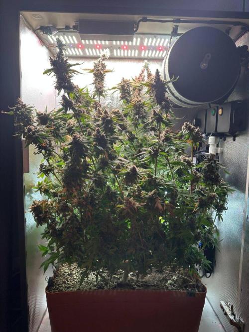 Grapefruit by UKHTA. Week 18