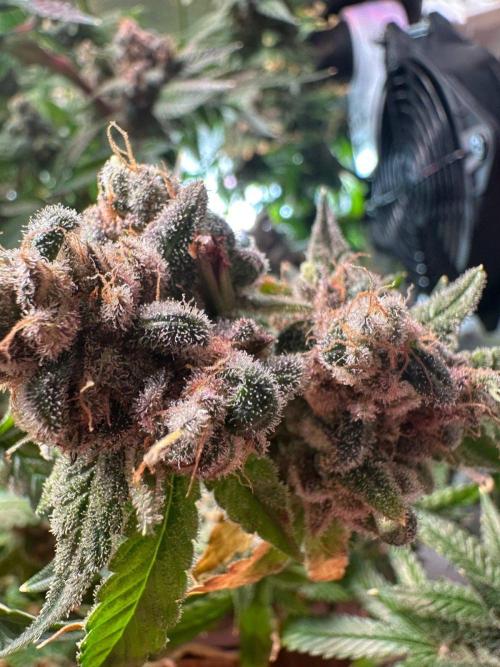 Grapefruit by UKHTA. Week 18