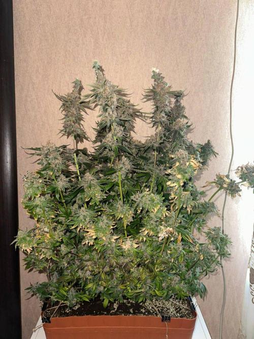 Grapefruit by UKHTA. Week 18