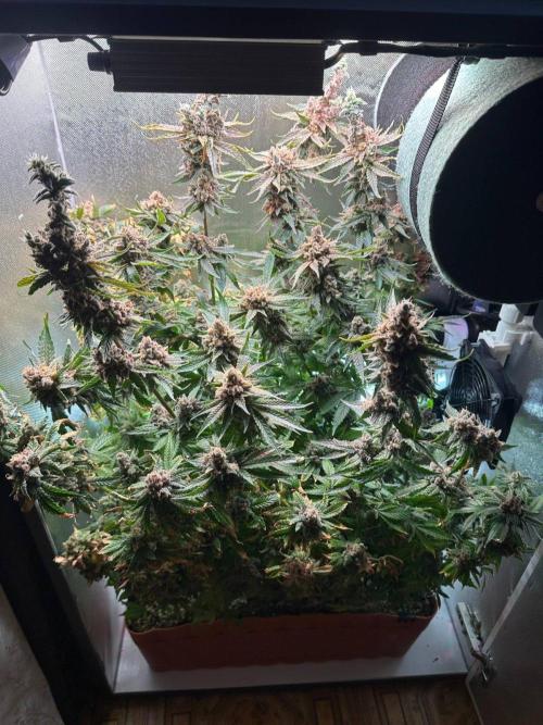 Grapefruit by UKHTA. Week 18