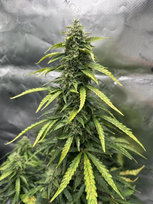 Northern Lights Auto. Week 5