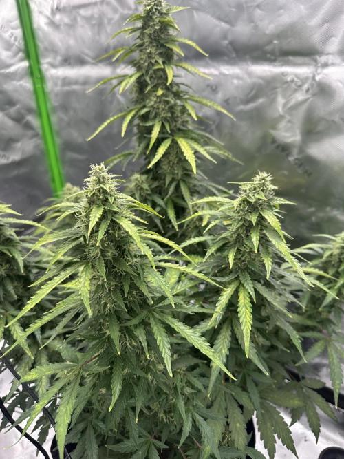 Northern Lights Auto. Week 5
