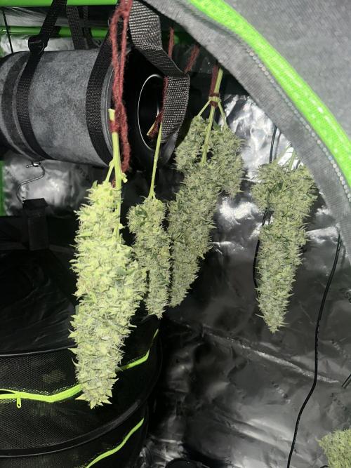 Northern Lights Auto. Week 8