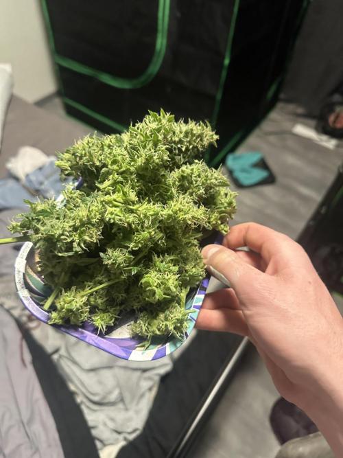Northern Lights Auto. Week 8