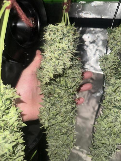 Northern Lights Auto. Week 8