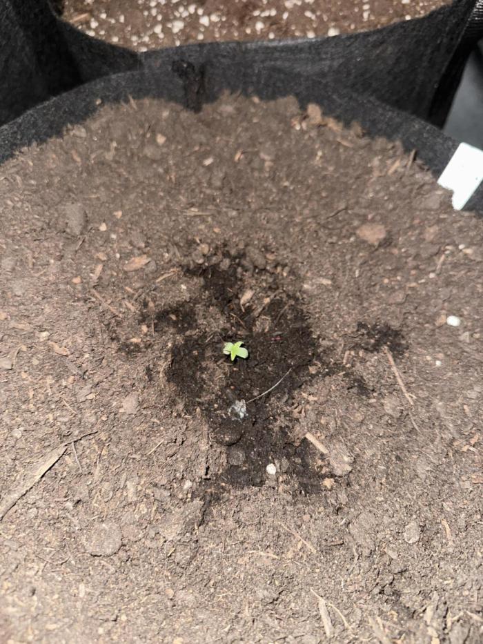 Banana Purple Punch Auto. Week 0