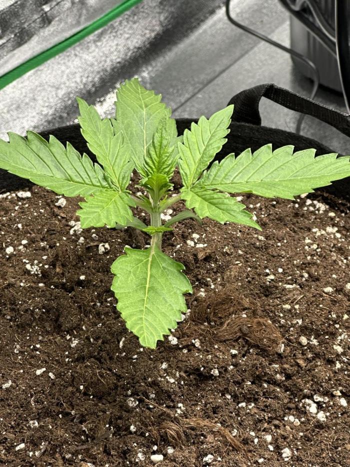 Banana Purple Punch Auto. Week 1