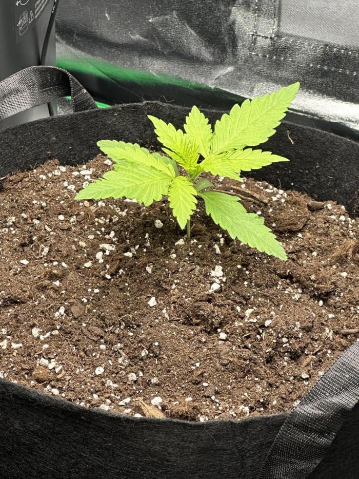 Frostbanger. Week 1
