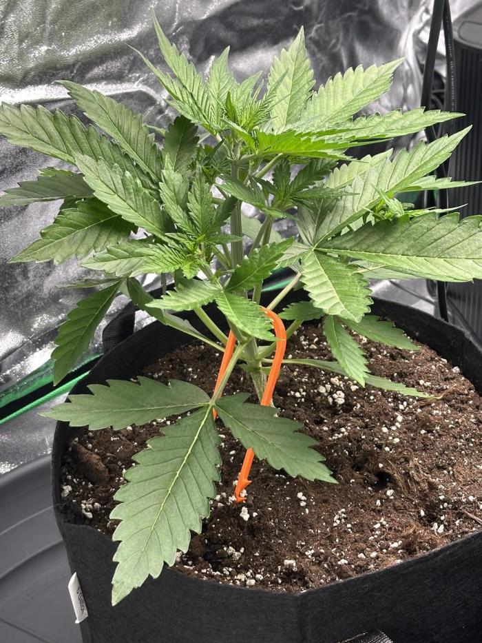 Banana Purple Punch Auto. Week 2
