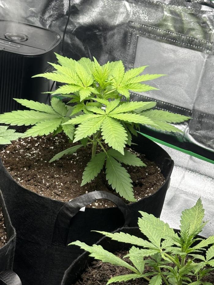Frostbanger. Week 2