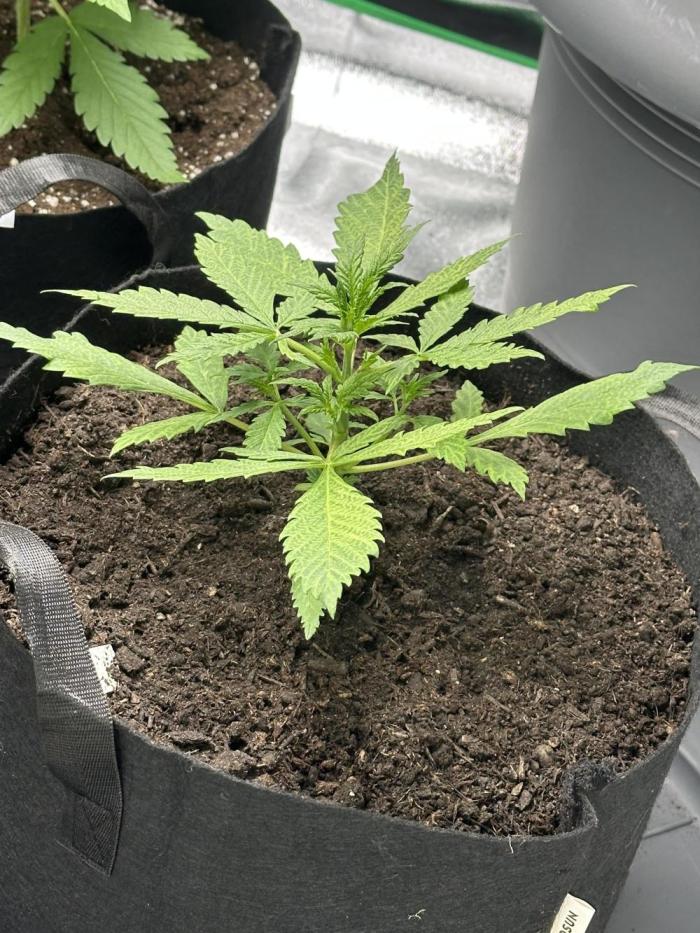 Purple Lemonade RF3. Week 2
