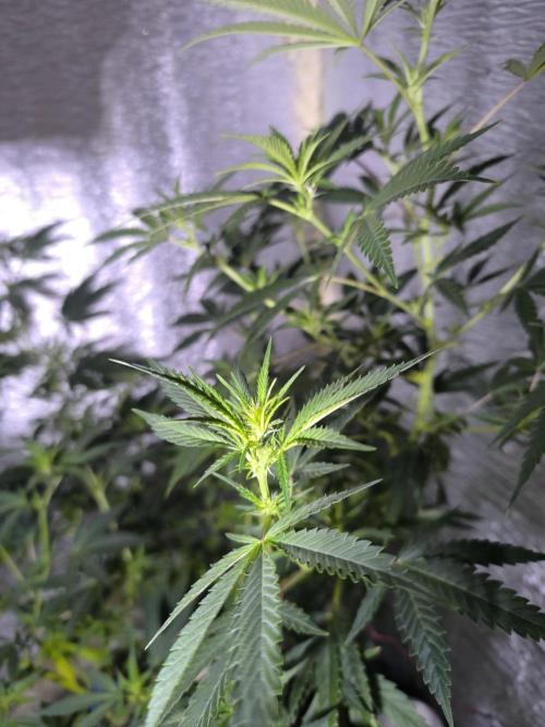 Acemi çırpınışı. Week 3