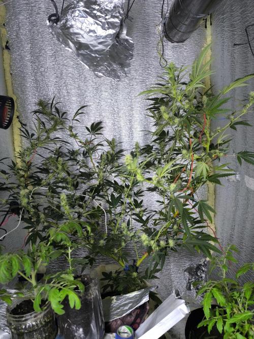 Acemi çırpınışı. Week 5