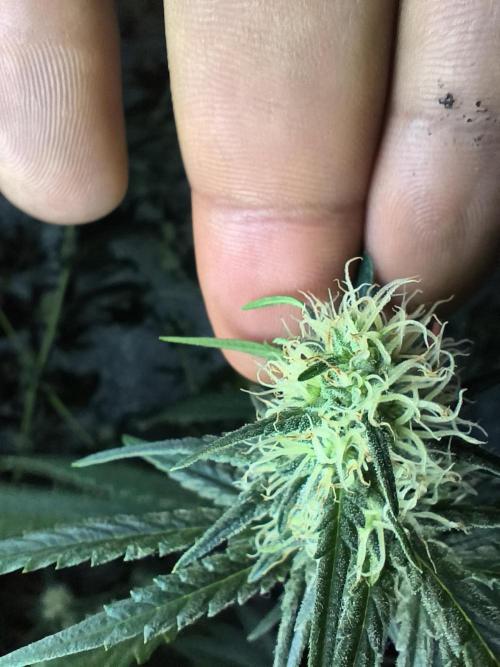 Acemi çırpınışı. Week 5