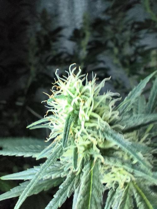 Acemi çırpınışı. Week 5