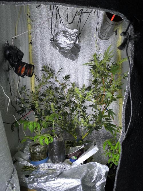Acemi çırpınışı. Week 5