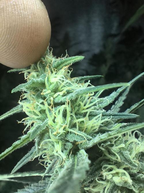 Acemi çırpınışı. Week 6