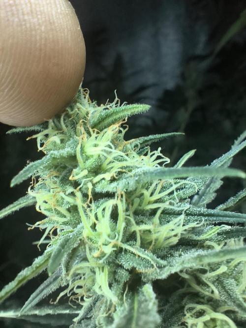 Acemi çırpınışı. Week 6