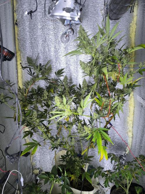 Acemi çırpınışı. Week 8