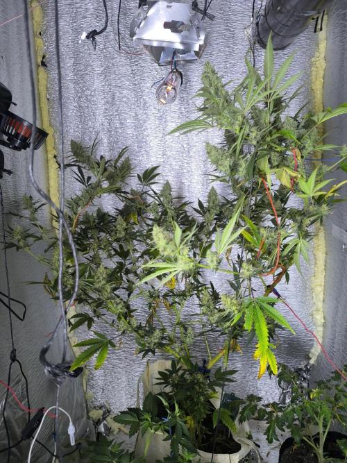 Acemi çırpınışı. Week 8