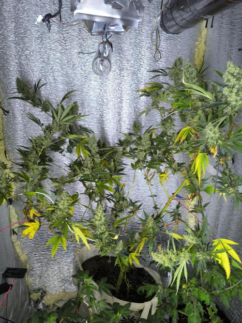 Acemi çırpınışı. Week 10