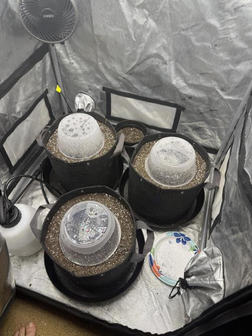 February Grow. Week 0 - In the tent 