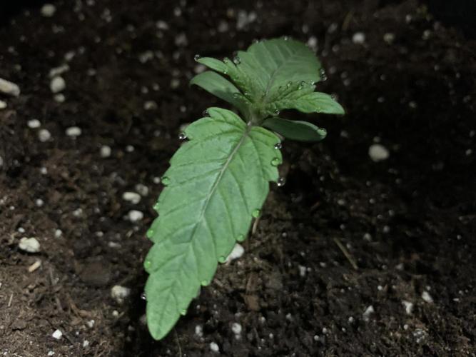 Special Queen 1 2026. Week 1