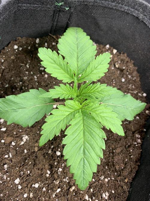 Special Queen 1 2026. Week 2
