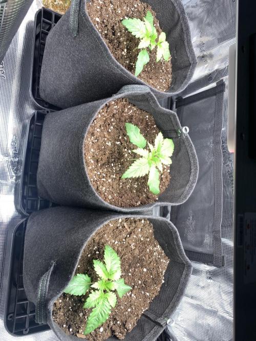 Special Queen 1 2026. Week 2