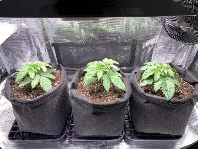 Special Queen 1 2026. Week 3