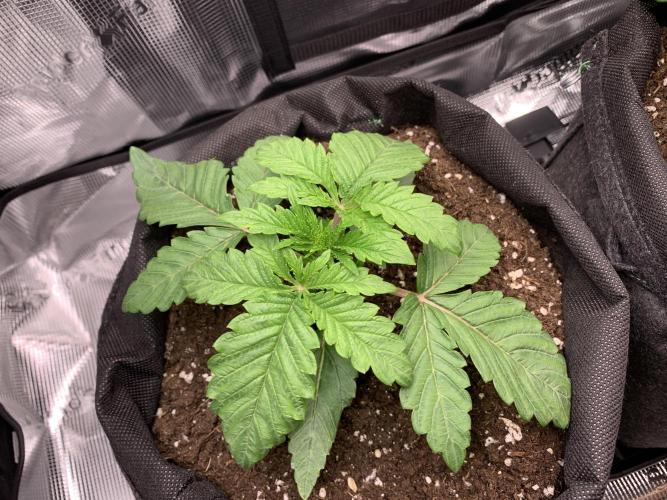 Special Queen 1 2026. Week 3