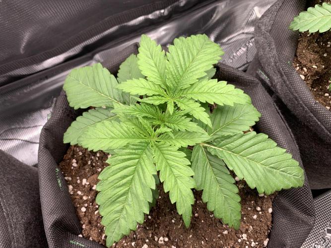 Special Queen 1 2026. Week 3