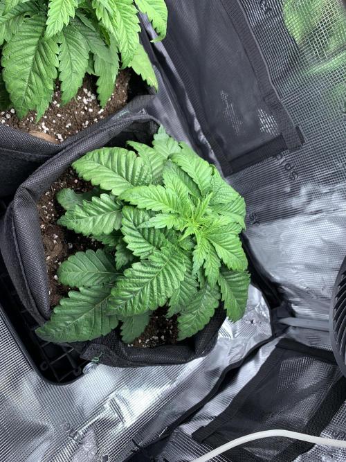Special Queen 1 2026. Week 4
