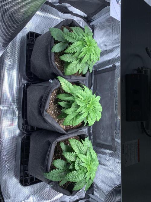 Special Queen 1 2026. Week 4