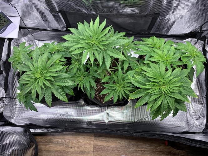 Special Queen 1 2026. Week 5