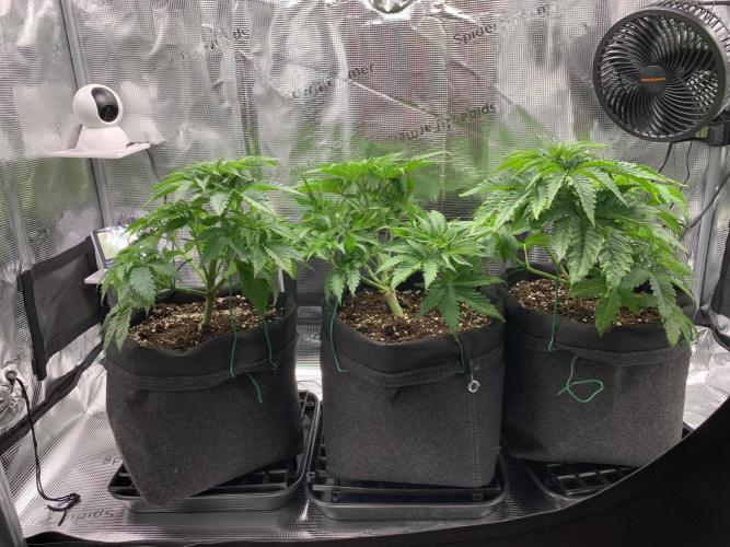 Special Queen 1 2026. Week 5