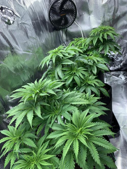 Special Queen 1 2026. Week 6