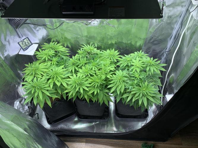 Special Queen 1 2026. Week 7