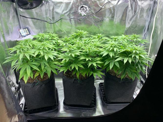 Special Queen 1 2026. Week 7