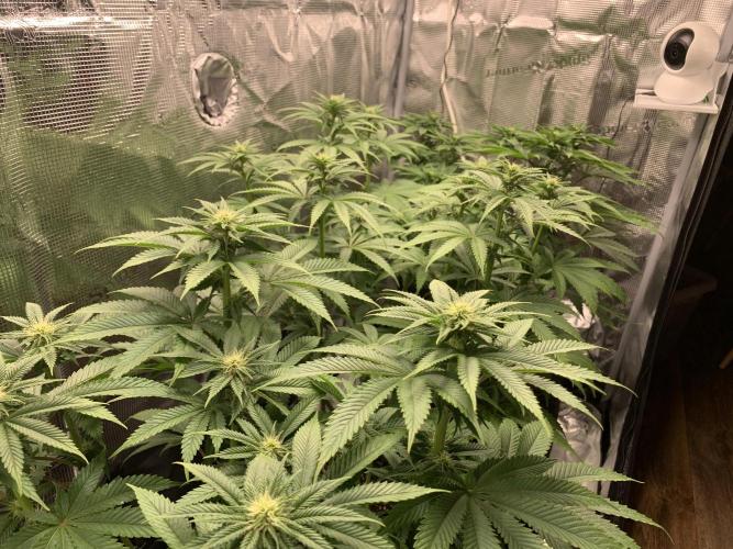 Special Queen 1 2026. Week 8