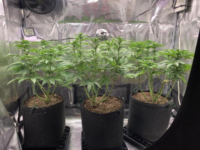 Special Queen 1 2026. Week 8