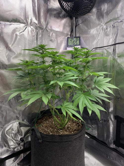Special Queen 1 2026. Week 8