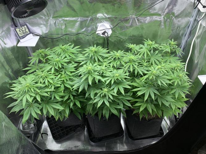 Special Queen 1 2026. Week 8