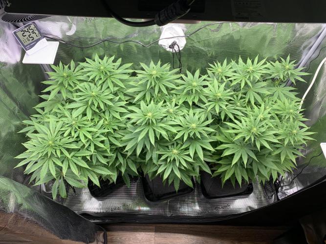 Special Queen 1 2026. Week 8