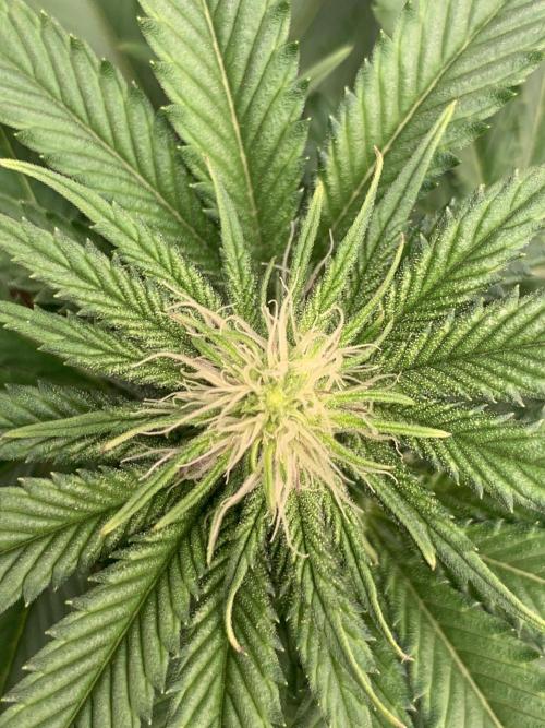 Special Queen 1 2026. Week 8