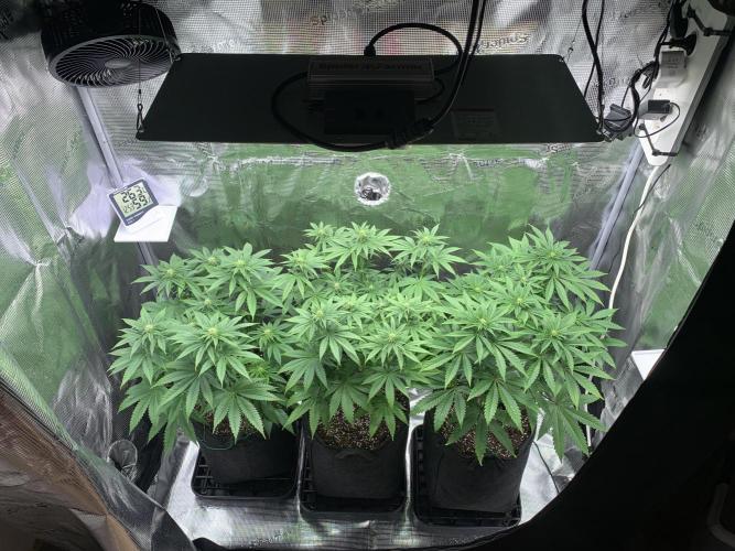 Special Queen 1 2026. Week 8